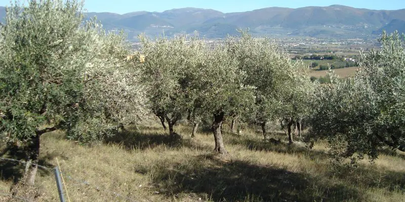 It all started in the Italian olive groves